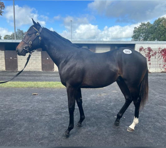 Men Of Honour | 3YO Gelding