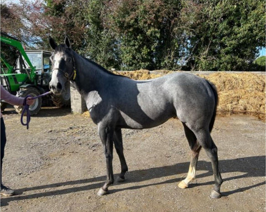 Bobbie Rosa | 3YO Grey Filly