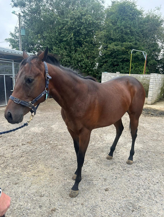 Cisterna |  2yo Gelding
