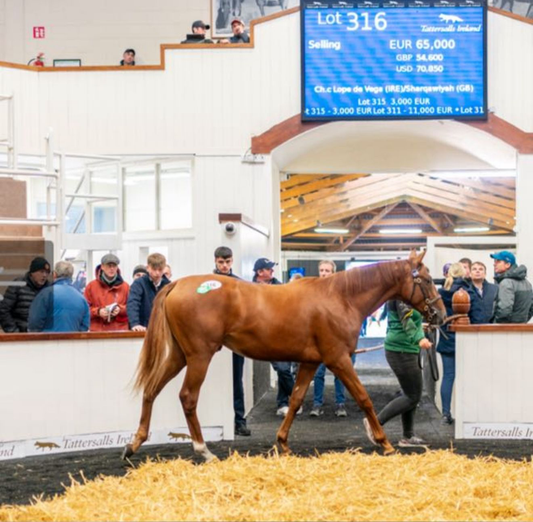 God of Power | 2yo Colt